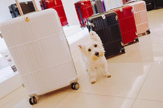 《唐葳 wei wei》月底又要出國工作了，但這次是短程，來選一個中型的行李箱